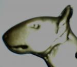 BULL TERRIER ANGELS VALHALLA