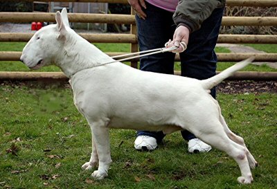 TERJO S LORD OF THE RING LE PAPA DE CHANEL