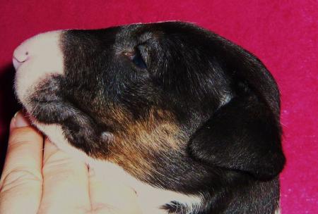 FEMELLE A 3 SEMAINES