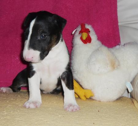 LA FEMELLE A 3 SEMAINES